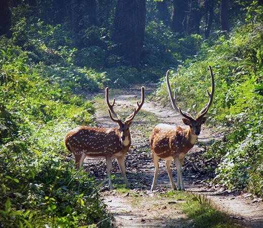 Bardia Jungle Escape Tour