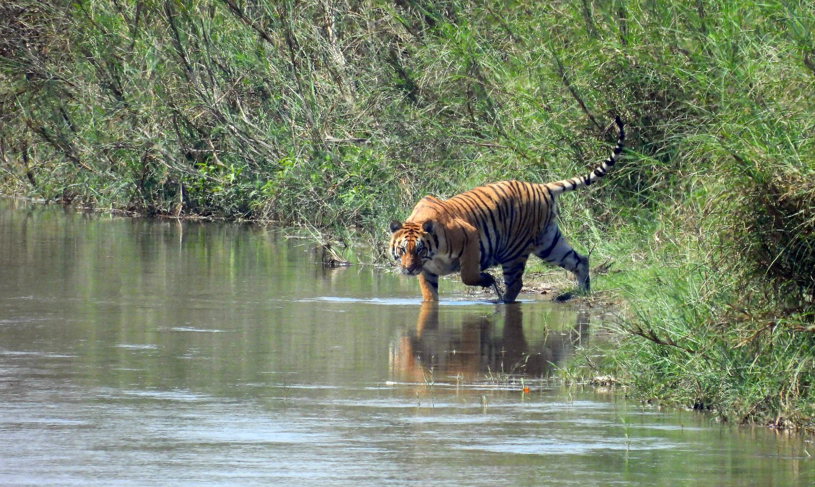Bardia National Park is a Hidden Gem for Nepal