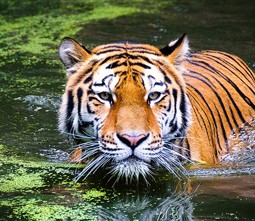 Bardia Wildlife Tracking Tour