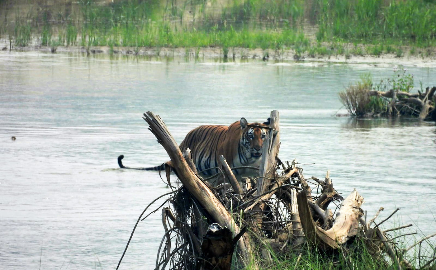 24 Hours in Bardia National Park