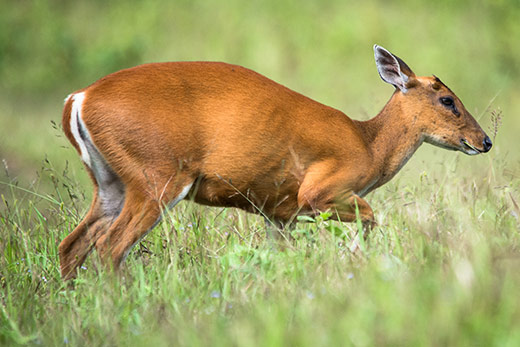 Chitwan National Park