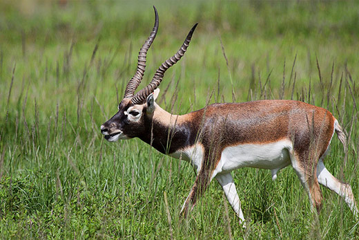 Why You Should Visit Bardia National Park Now