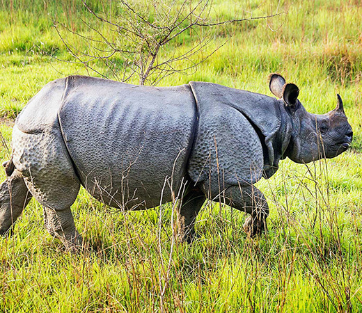 Chitwan Rhino Tracking Tour