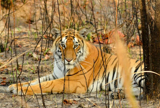 10 Days in Nepal for Wildlife Tour