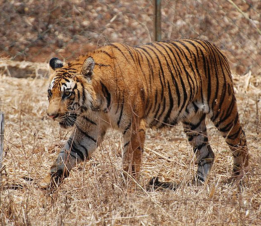 Bardia Wildlife Tracking Tour