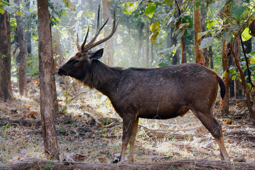 3 Nights 4 Days Bardia National Park Tour Ideas